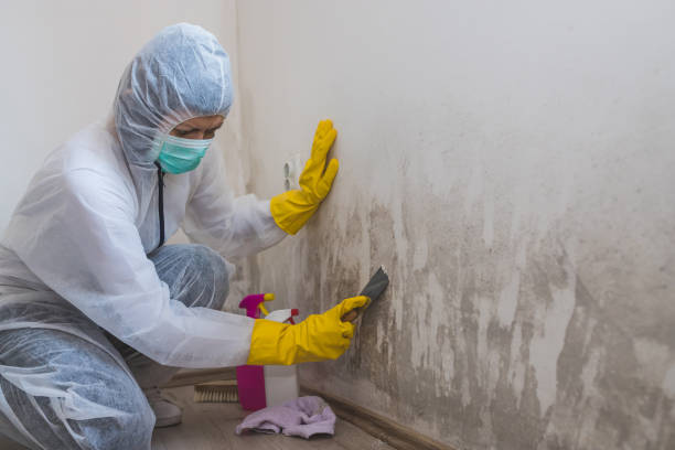 Best Kitchen Mold Remediation in Warren, PA